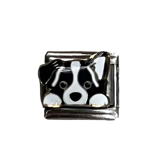 CHARM Perrito Border Collie